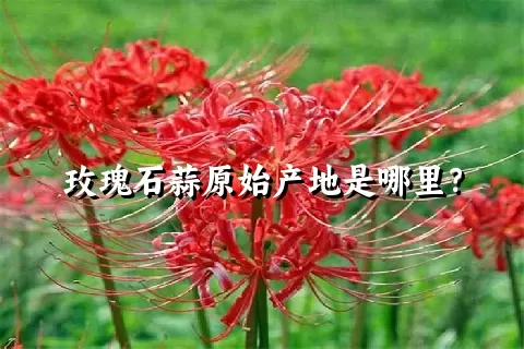 玫瑰石蒜原始产地是哪里？