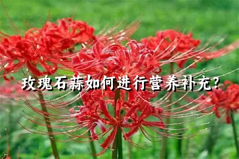 玫瑰石蒜如何进行营养补充？