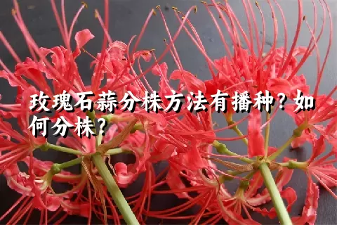 玫瑰石蒜分株方法有播种？如何分株？