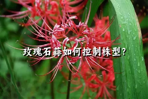 玫瑰石蒜如何控制株型？