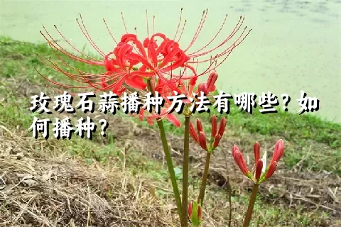 玫瑰石蒜播种方法有哪些？如何播种？