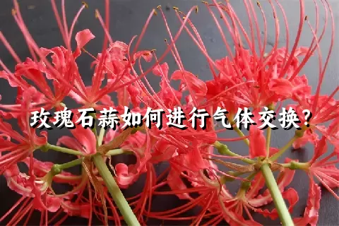 玫瑰石蒜如何进行气体交换？