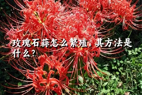 玫瑰石蒜怎么繁殖，其方法是什么？