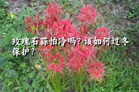 玫瑰石蒜怕冷吗？该如何过冬保护？