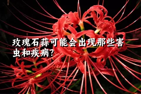 玫瑰石蒜可能会出现那些害虫和疾病？
