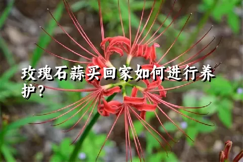 玫瑰石蒜买回家如何进行养护？