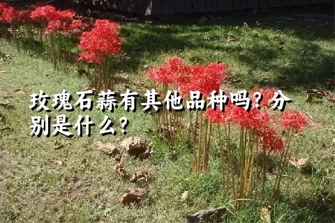 玫瑰石蒜有其他品种吗？分别是什么？