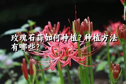 玫瑰石蒜如何种植？种植方法有哪些？