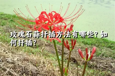 玫瑰石蒜扦插方法有哪些？如何扦插？