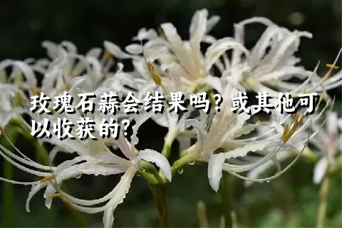 玫瑰石蒜会结果吗？或其他可以收获的？