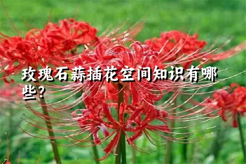 玫瑰石蒜插花空间知识有哪些？