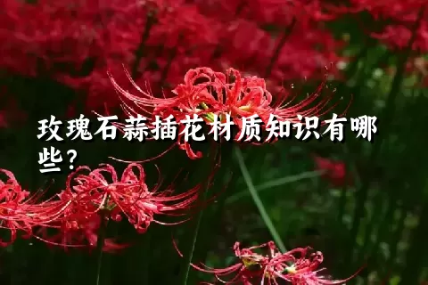 玫瑰石蒜插花材质知识有哪些？