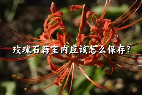 玫瑰石蒜室内应该怎么保存？