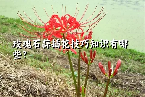 玫瑰石蒜插花技巧知识有哪些？