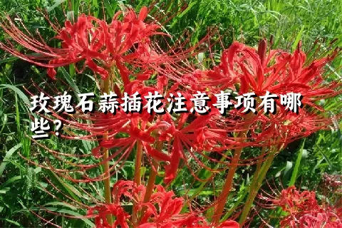玫瑰石蒜插花注意事项有哪些？