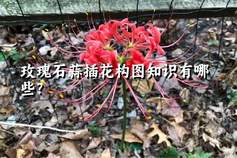 玫瑰石蒜插花构图知识有哪些？