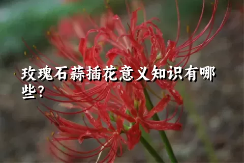玫瑰石蒜插花意义知识有哪些？