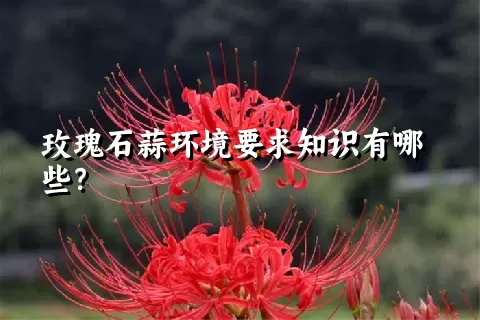 玫瑰石蒜环境要求知识有哪些？