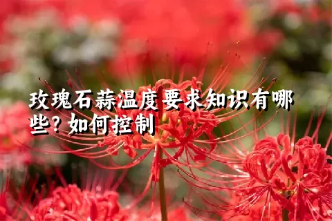 玫瑰石蒜温度要求知识有哪些？如何控制