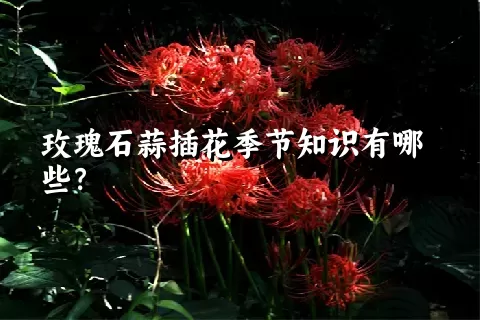 玫瑰石蒜插花季节知识有哪些？
