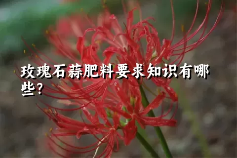 玫瑰石蒜肥料要求知识有哪些？