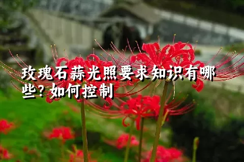 玫瑰石蒜光照要求知识有哪些？如何控制