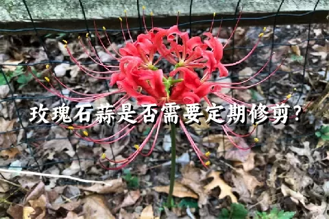 玫瑰石蒜是否需要定期修剪？