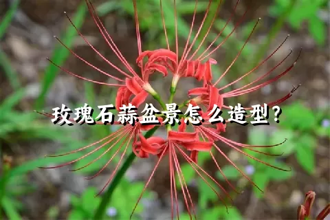 玫瑰石蒜盆景怎么造型？
