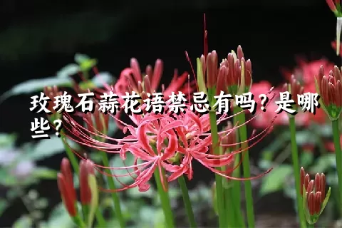 玫瑰石蒜花语禁忌有吗？是哪些？