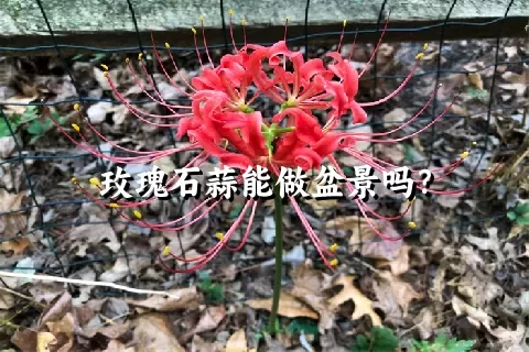 玫瑰石蒜能做盆景吗？