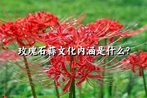 玫瑰石蒜文化内涵是什么？