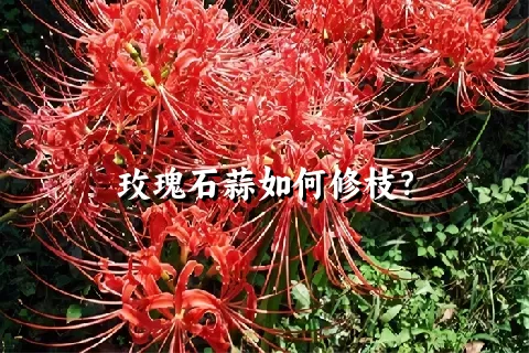 玫瑰石蒜如何修枝？