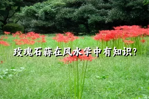 玫瑰石蒜在风水学中有知识？