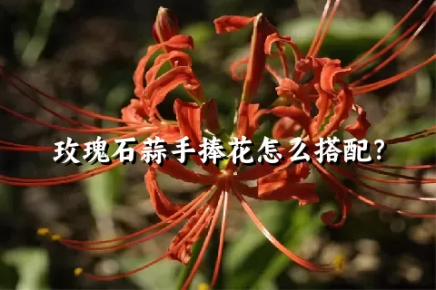玫瑰石蒜手捧花怎么搭配？