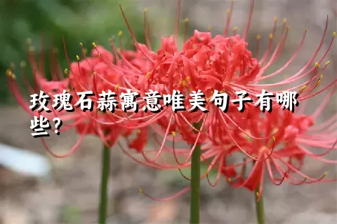 玫瑰石蒜寓意唯美句子有哪些？