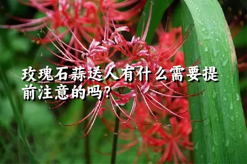 玫瑰石蒜送人有什么需要提前注意的吗？