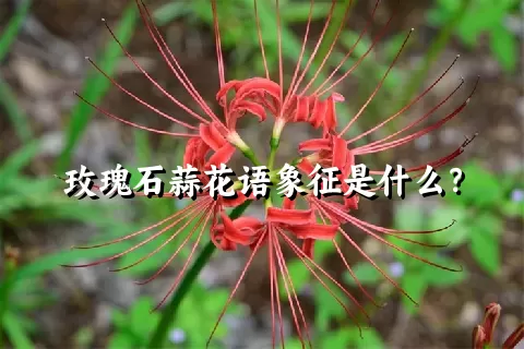 玫瑰石蒜花语象征是什么？
