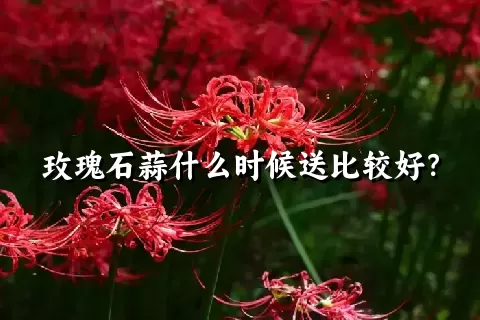 玫瑰石蒜什么时候送比较好？