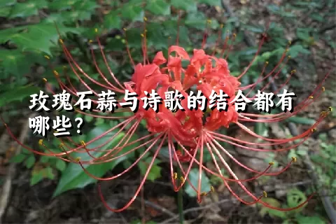 玫瑰石蒜与诗歌的结合都有哪些？