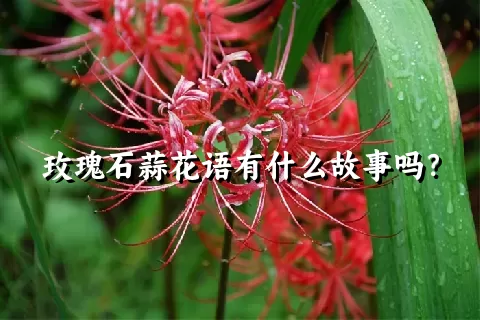 玫瑰石蒜花语有什么故事吗？