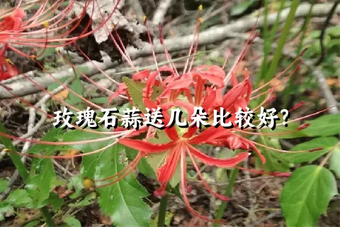 玫瑰石蒜送几朵比较好？
