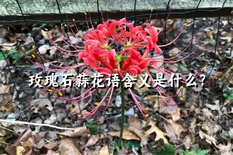 玫瑰石蒜花语含义是什么？
