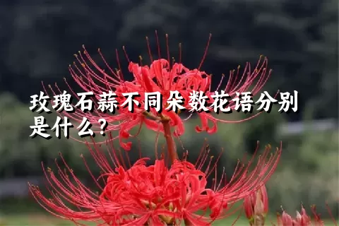 玫瑰石蒜不同朵数花语分别是什么？