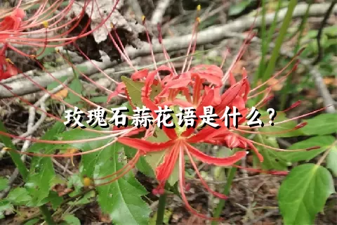 玫瑰石蒜花语是什么？