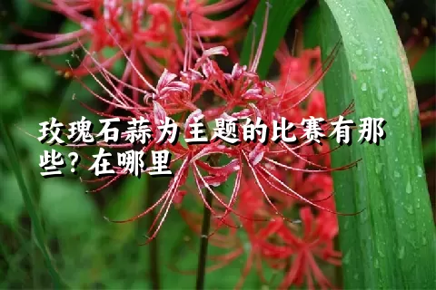 玫瑰石蒜为主题的比赛有那些？在哪里