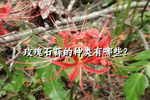 玫瑰石蒜的种类有哪些？