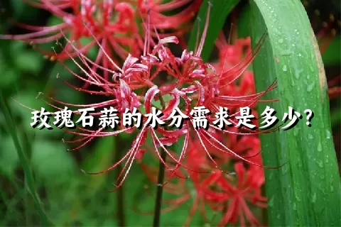 玫瑰石蒜的水分需求是多少？