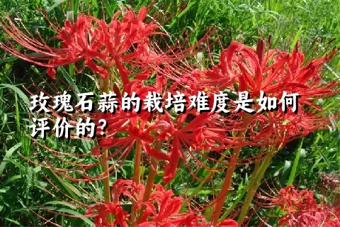玫瑰石蒜的栽培难度是如何评价的？