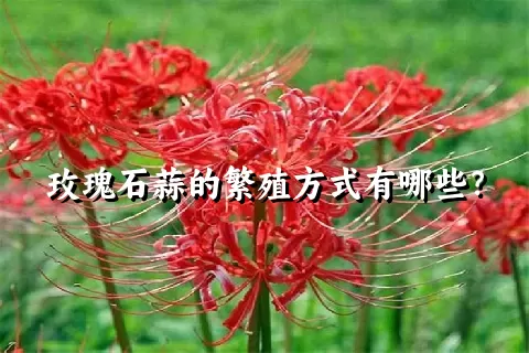 玫瑰石蒜的繁殖方式有哪些？