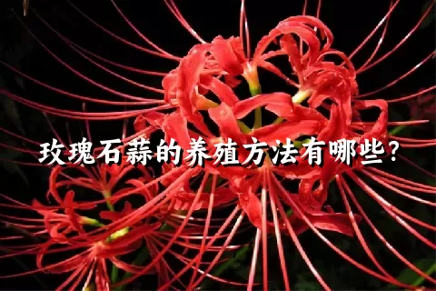 玫瑰石蒜的养殖方法有哪些？